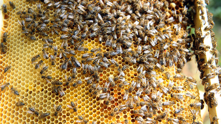Les abeilles, ces sentinelles de la biodiversité