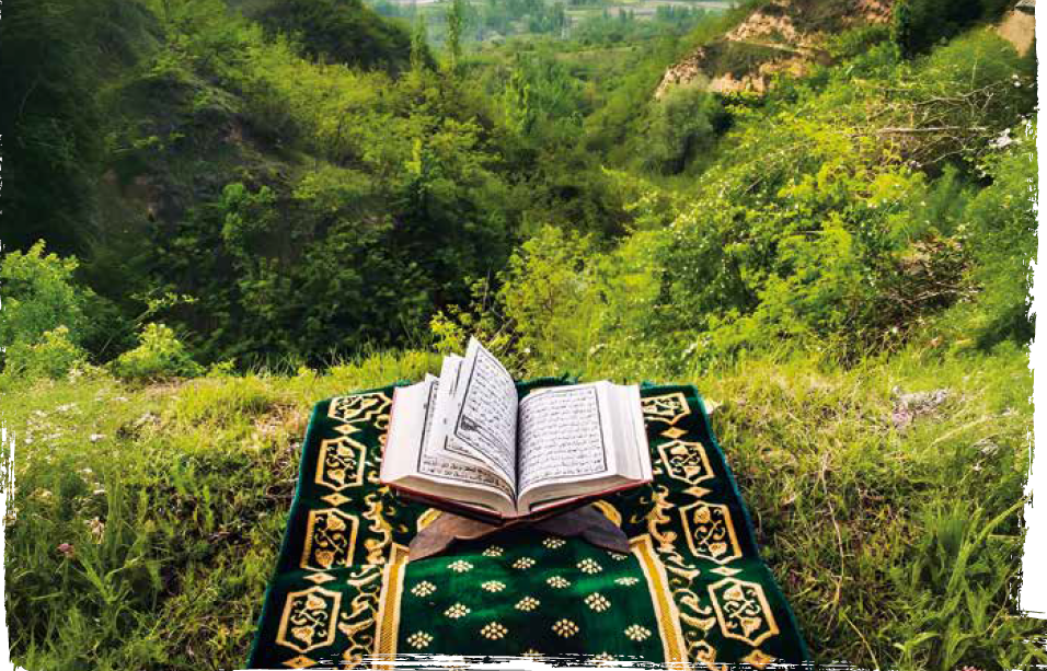 L’écologie vue par l’islam : notre responsabilité envers la création